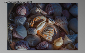 Macro Shells Feb 2024-24.jpg